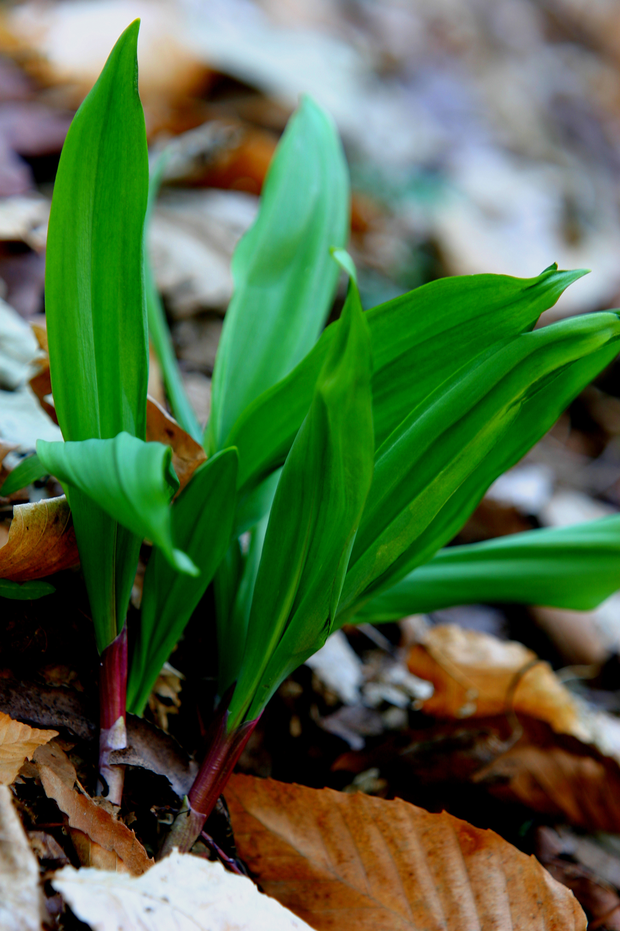 FreshPoint Ramps these wild leeks will ramp up your spring menu