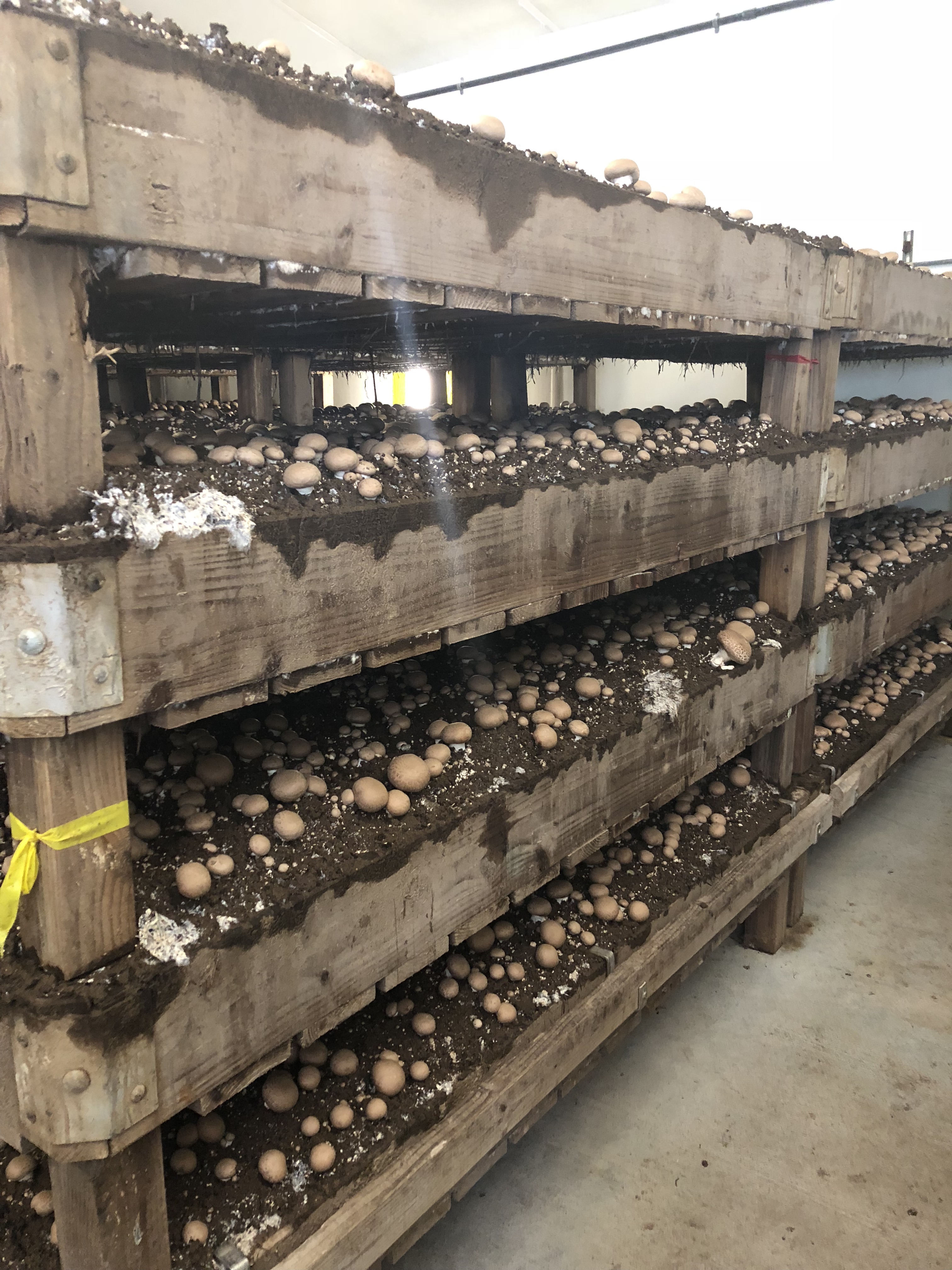 FreshPoint Kalli tours Monterey Mushrooms can you pick 40 mushrooms