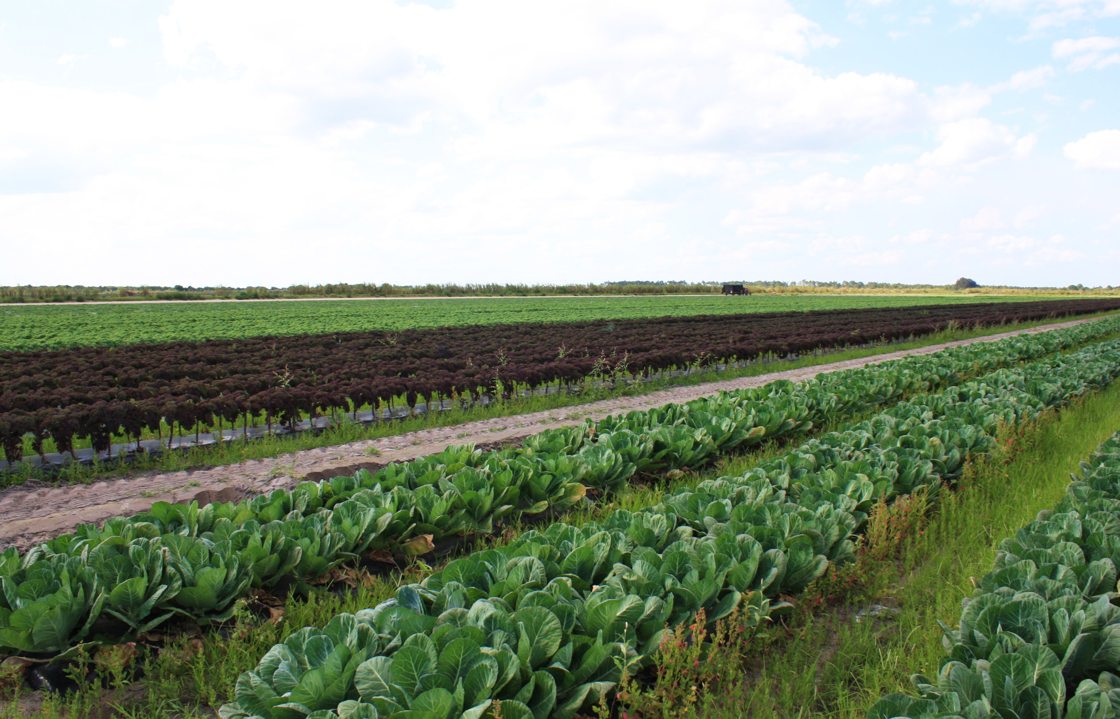 One of Lady Moon's local fields.