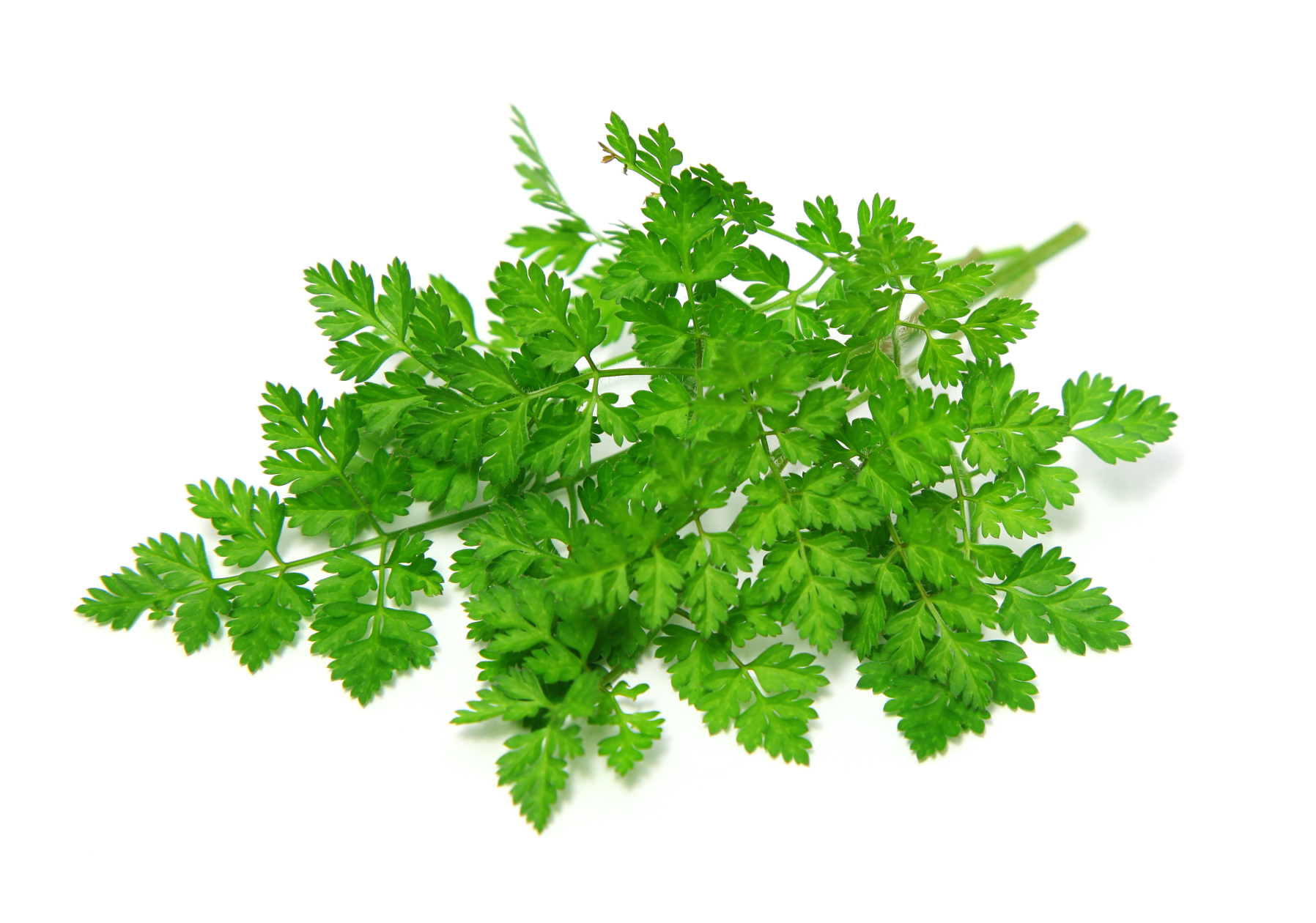 freshpoint-chervil freshpoint-chervil