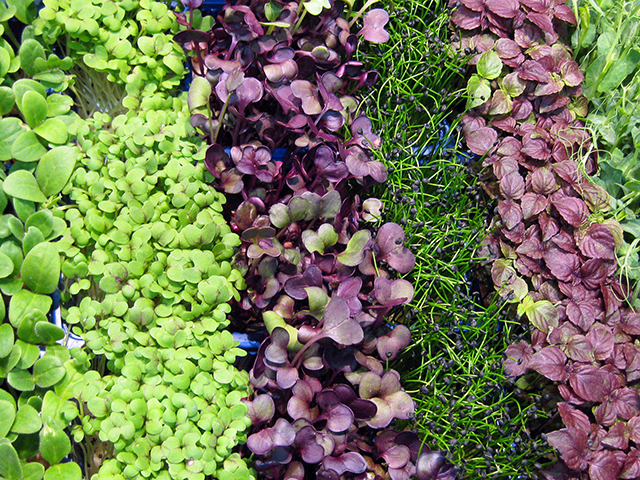 An image of a variety of microgreens