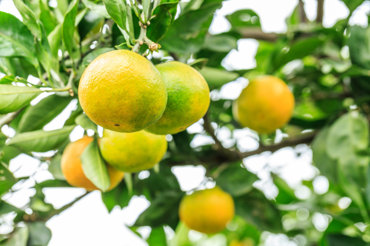 Fresh oranges grow on the tree regreening