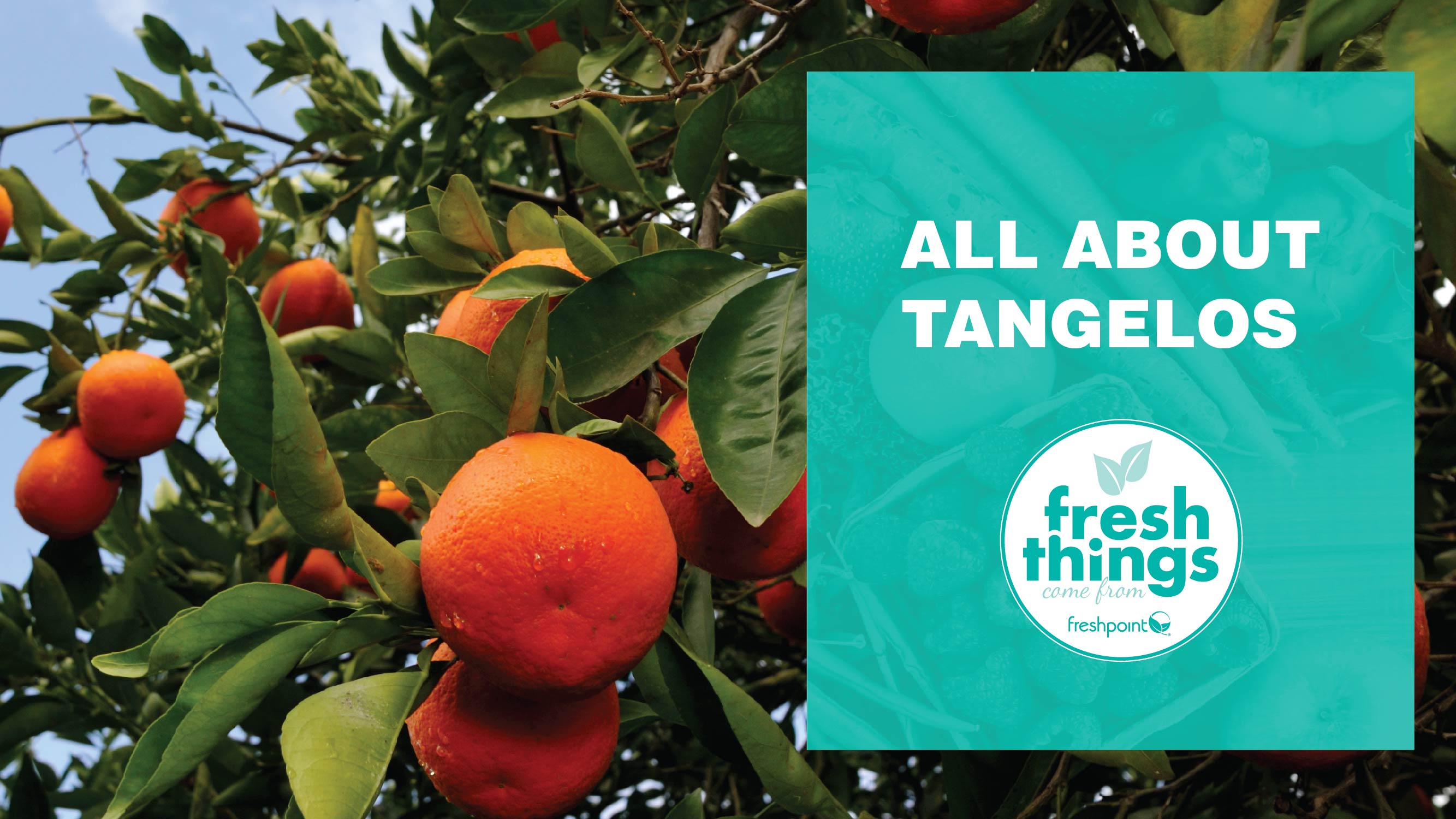 freshpoint-produce-tangelo