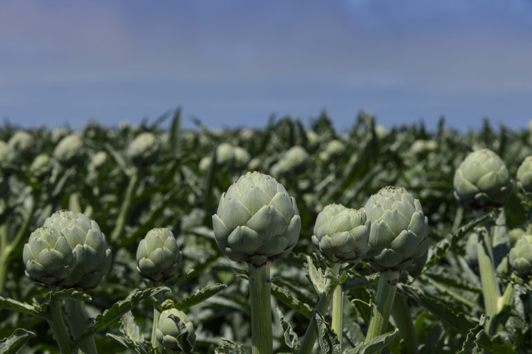 FreshPoint Produce 101 Artichokes