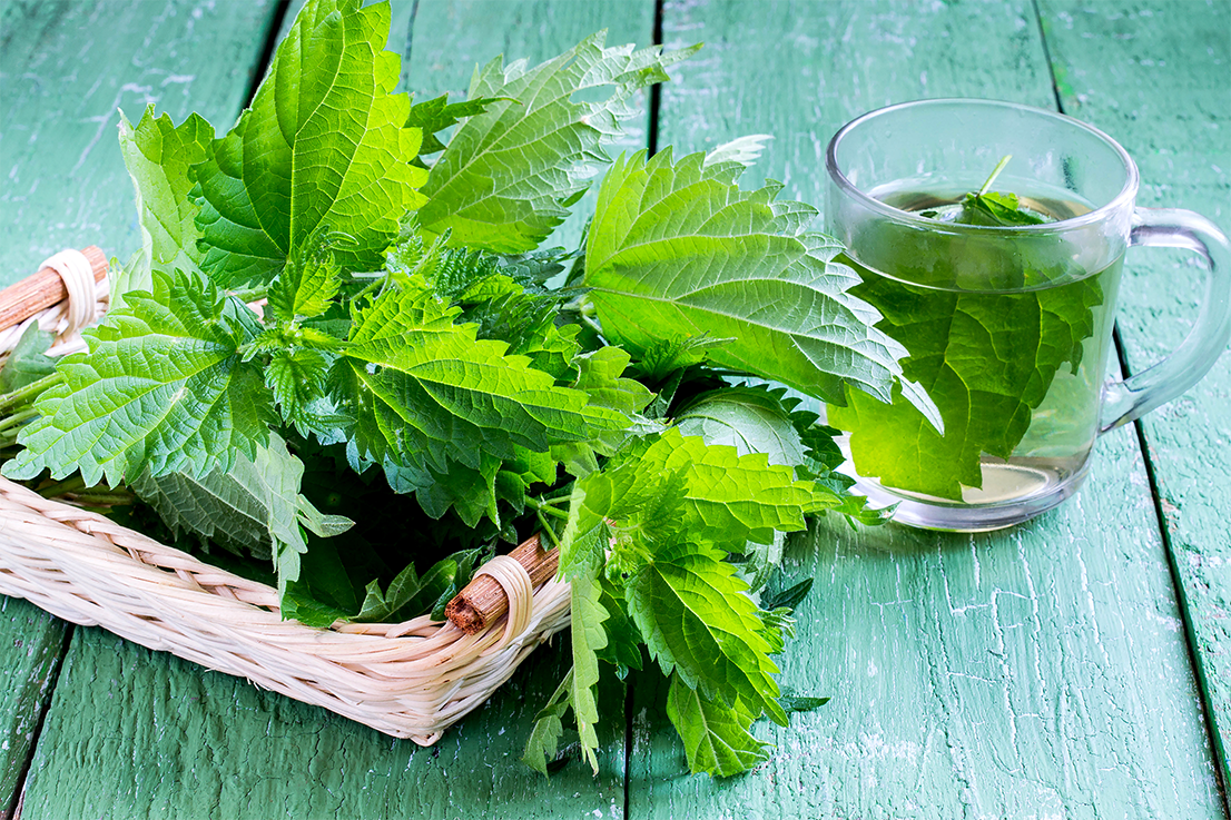 stinging nettles on a basket next to a cup of nettle tea