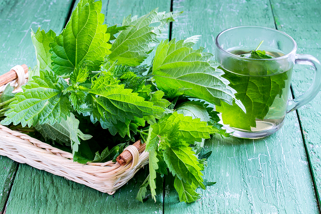 stinging-nettles-freshpoint2 stinging nettles on a basket next to a cup of nettle tea