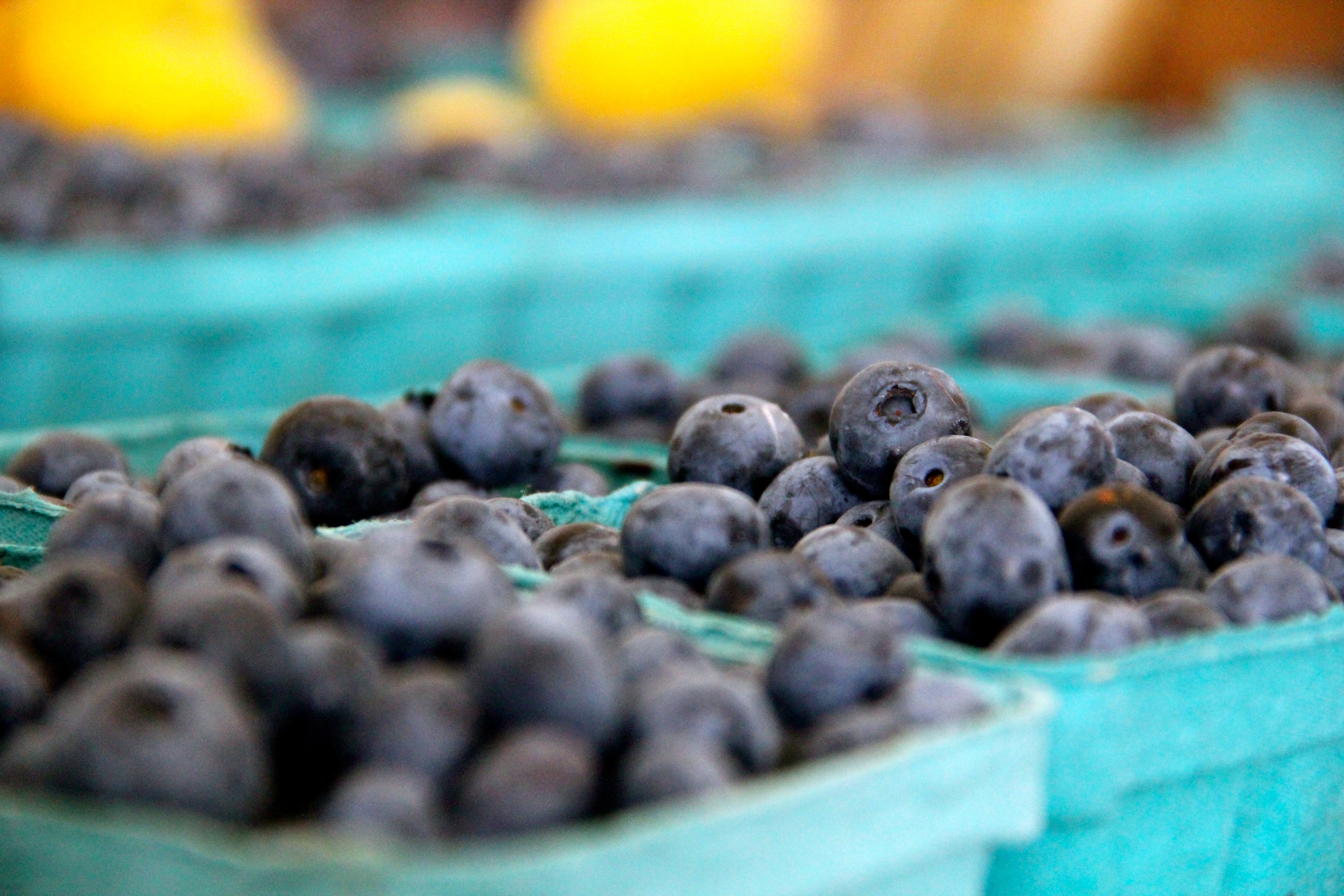 Baskets of Blueberries Florida-blueberries