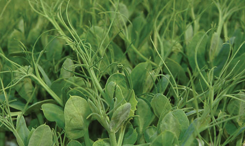 freshpoint produce peas shoots and tendrils