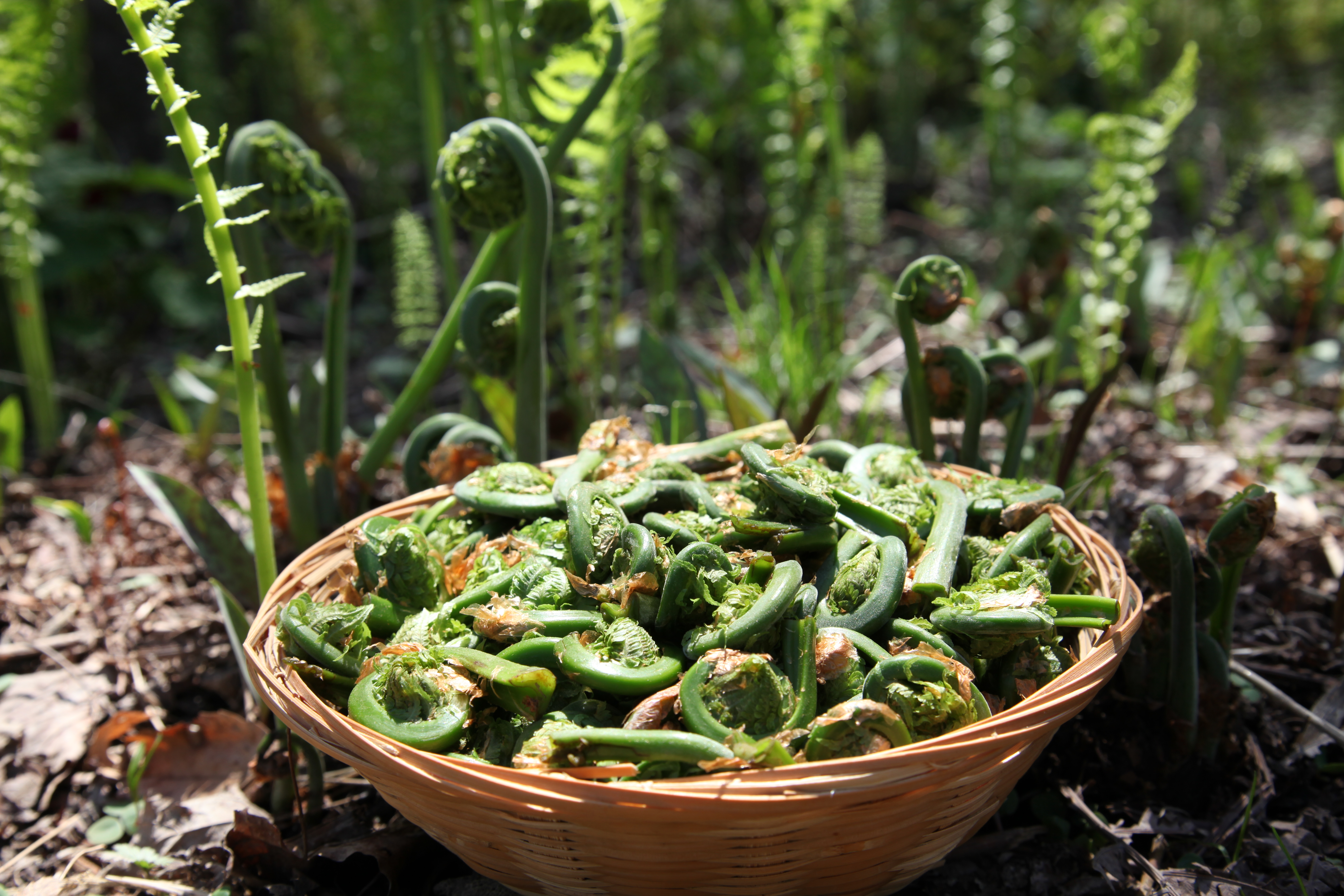 Basket of fiddlehead fern buds in morning sun Fiddlehead ferns freshpoint produce