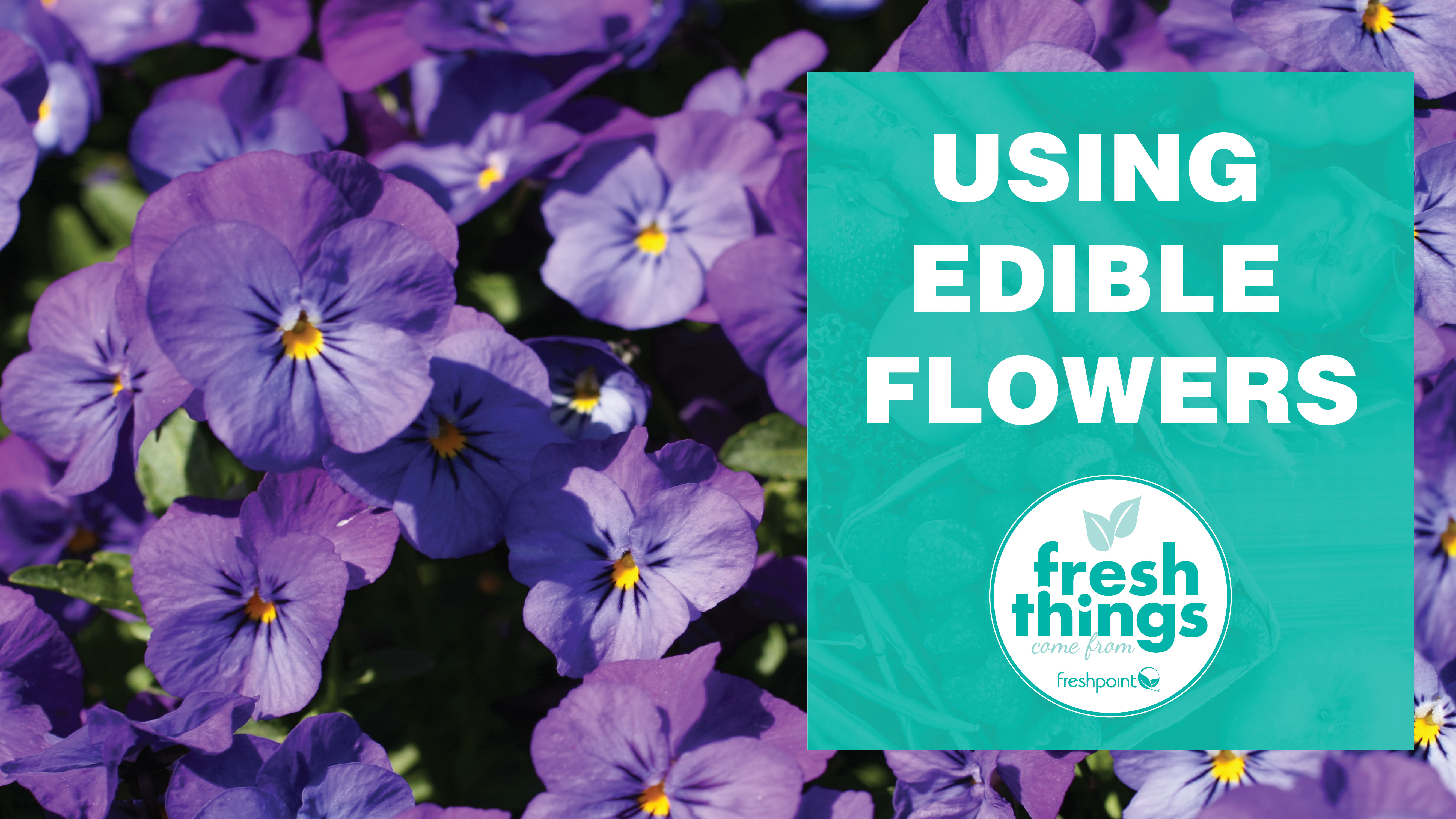 video_thumbnails_YOUTUBE-TEMPLATE_edible-flowers_v2-01 freshpoint-produce-edible-flowers
