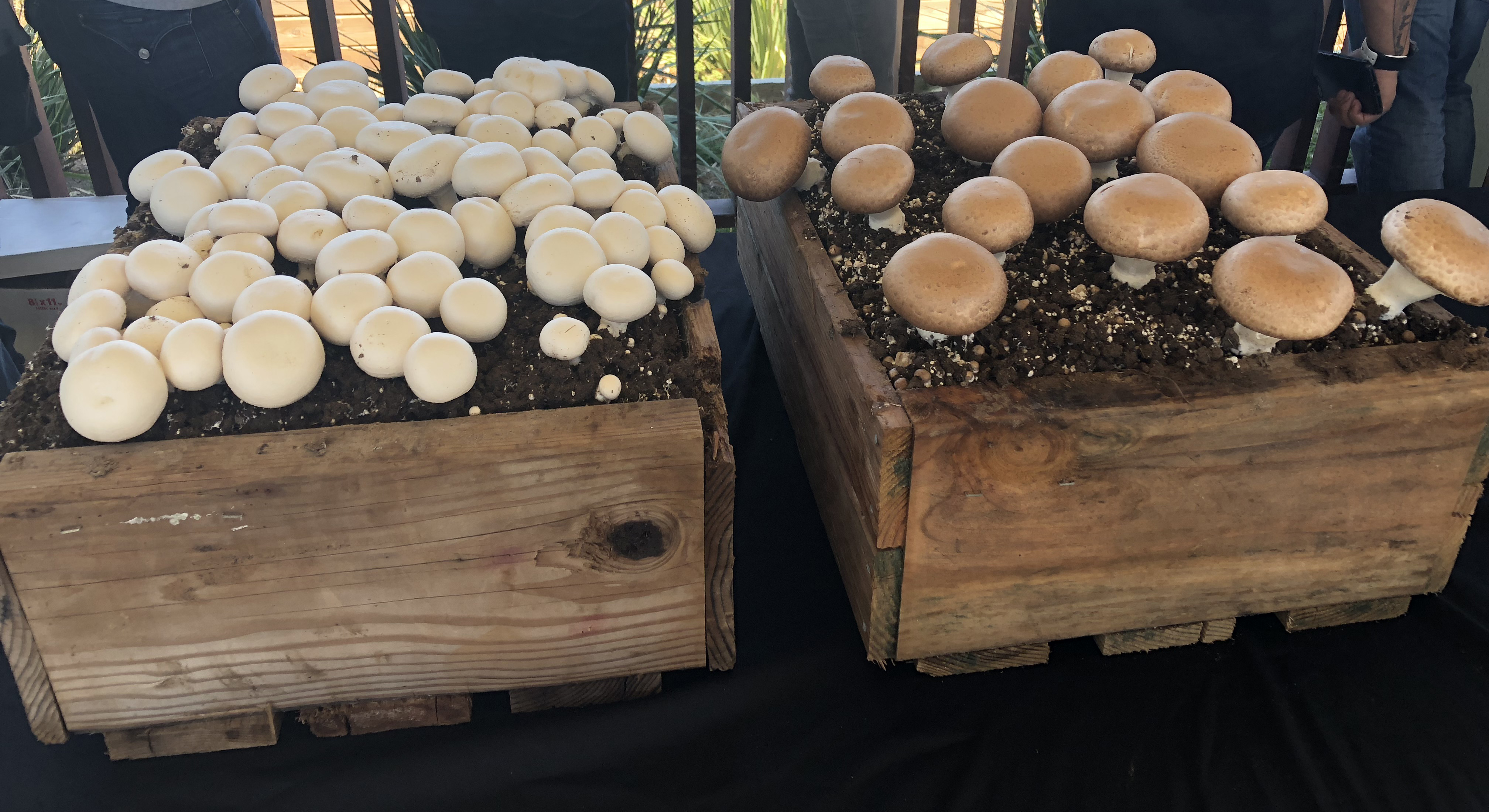 Cover_monterey_mushrooms_freshpoint_produce_v2 Cover_monterey_mushrooms_freshpoint_produce