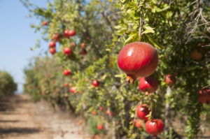 pomagranate-freshpoint-produce