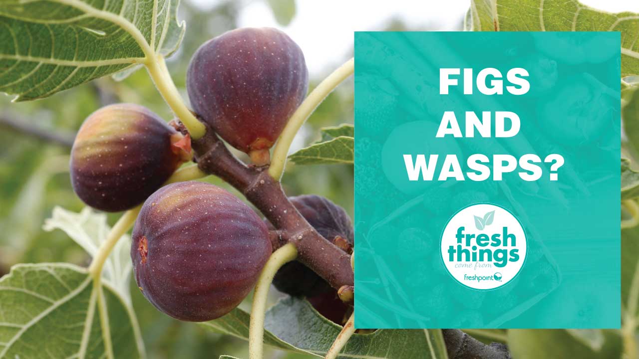 figs-freshpoint-produce