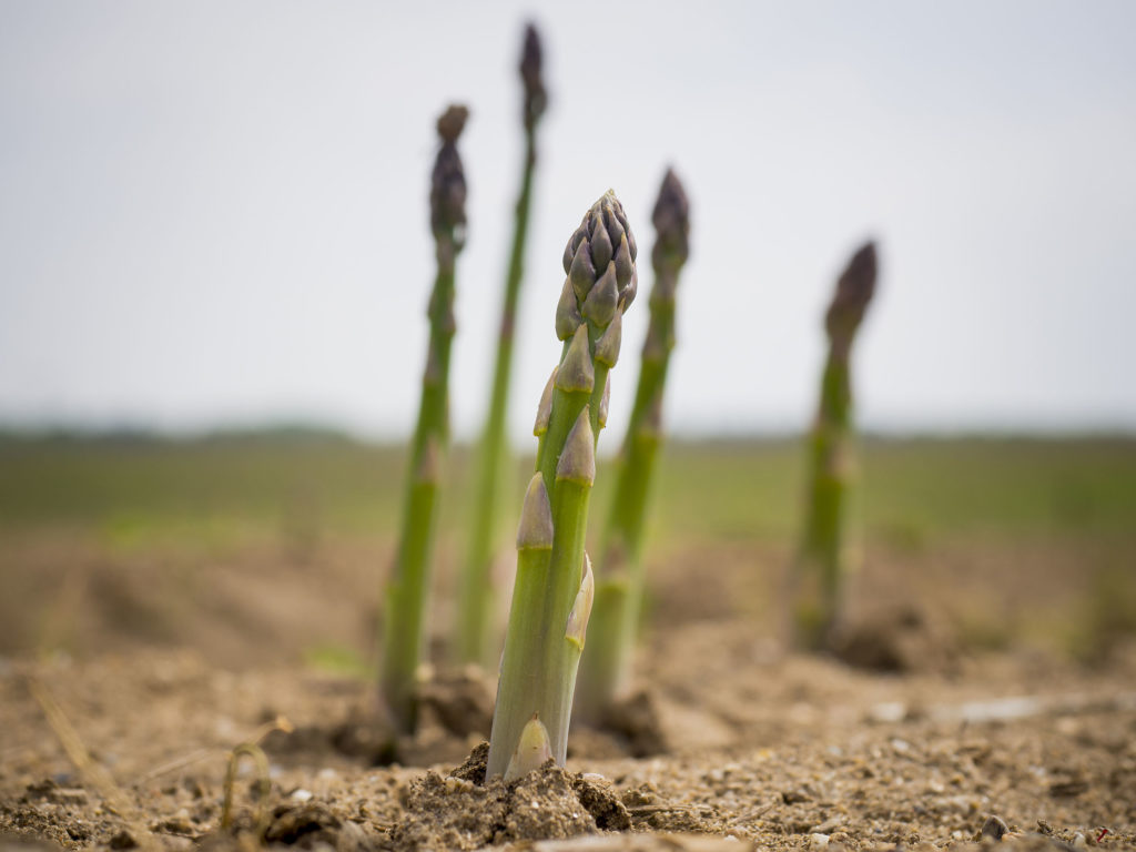FreshPoint Asparagus growing in a field
