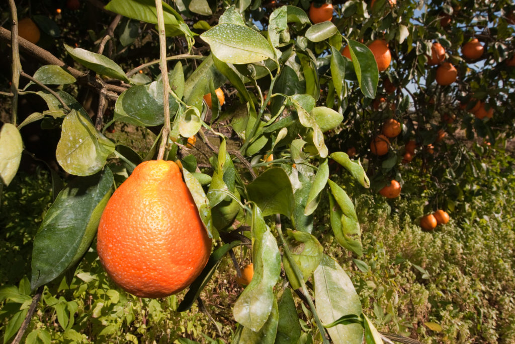 FreshPoint Honeybell Orange on Tree in Grove