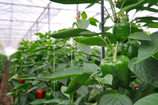 FreshPoint  Produce 101: Peppers