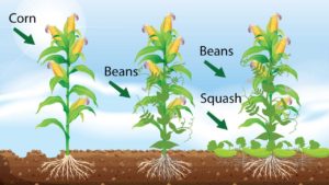 freshpoint-produce-peas-beans-corn