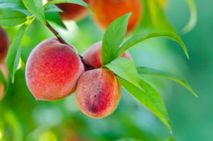 A close up of some peaches on a tree.