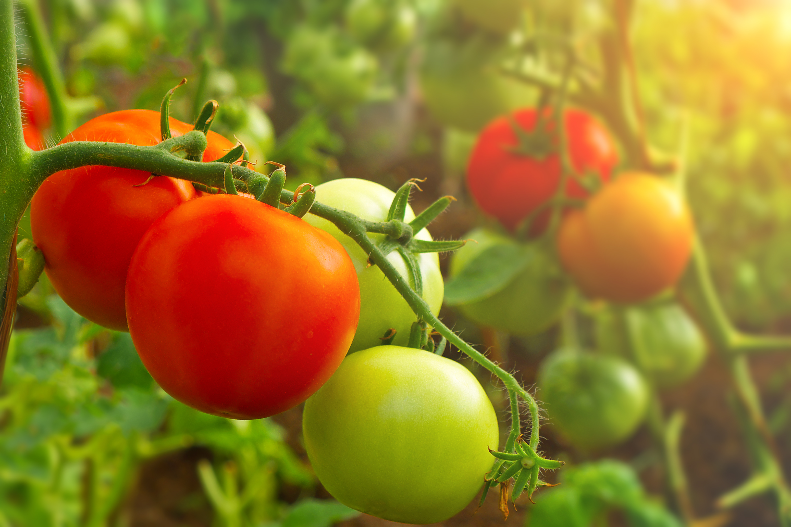 freshpoint-produce-tomatoes