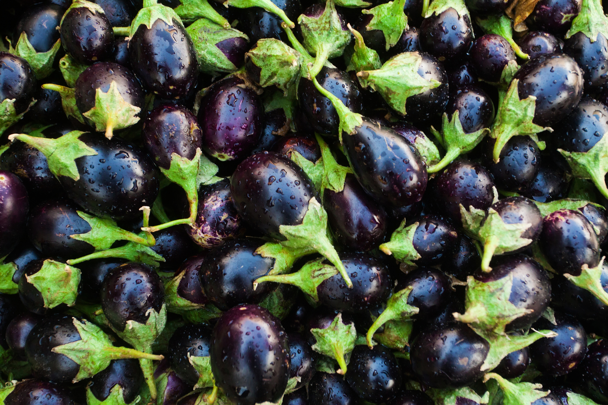 Fresh eggplant freshpoint types of eggplant indian eggplant