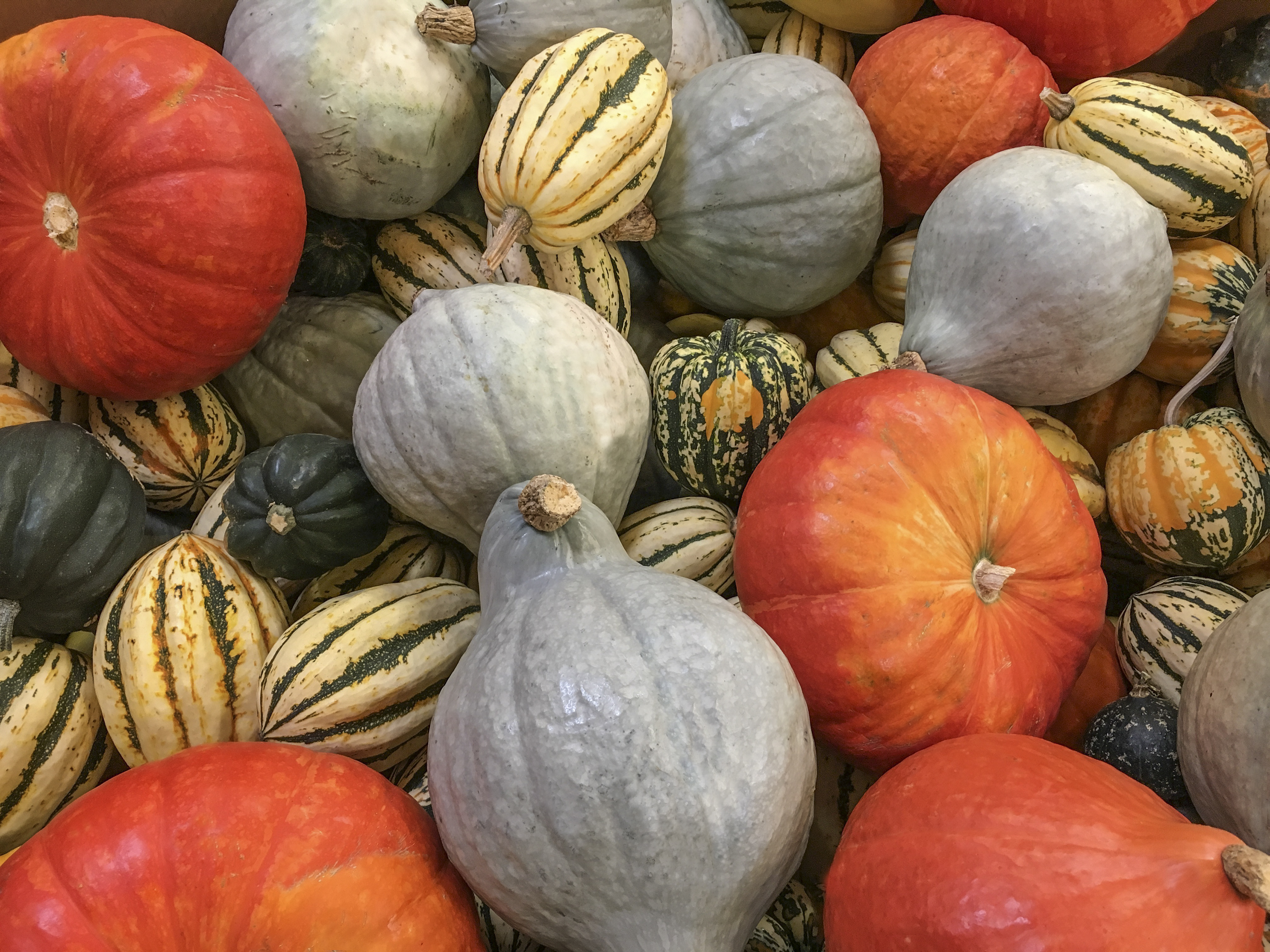 Squash and pumkin colors Freshpoint-produce-101-winter-squash