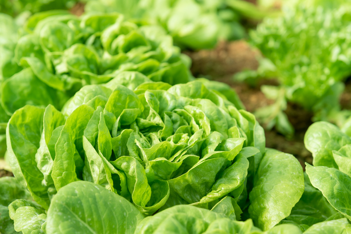 Butter lettuce growing