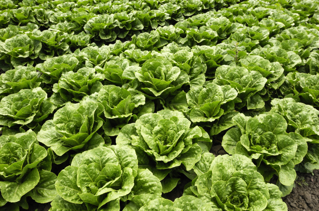 FreshPoint Closeup of Romaine Lettuce