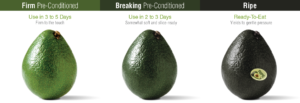 freshpoint produce 101 avocado ripening