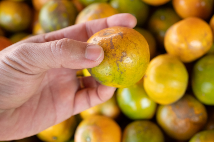 FreshPoint  Citrus, Orange