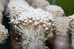 freshpoint-produce-enoki-mushrooms