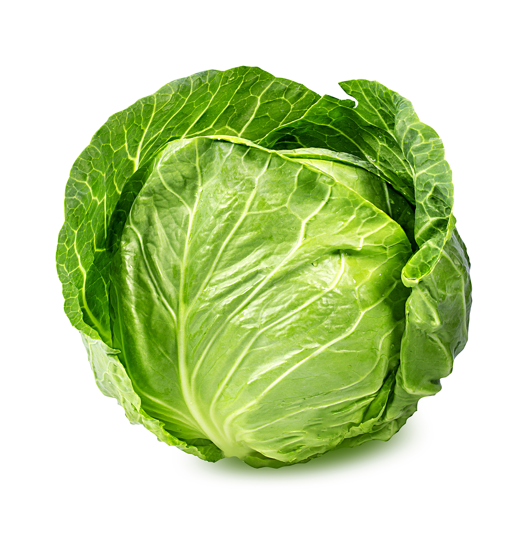 Can Dogs Eat Spring Green Cabbage Can Dogs Eat Spring Green Cabbage