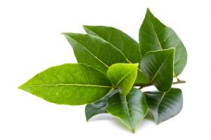 freshpoint bay leaves