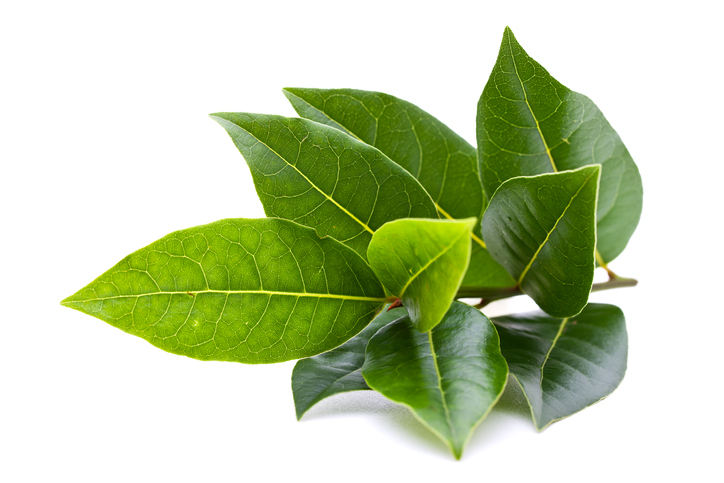 freshpoint bay leaves freshpoint bay leaves