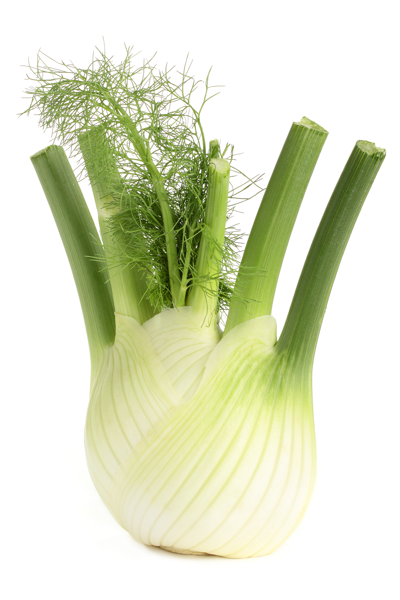 freshpoint-fennel freshpoint-fennel