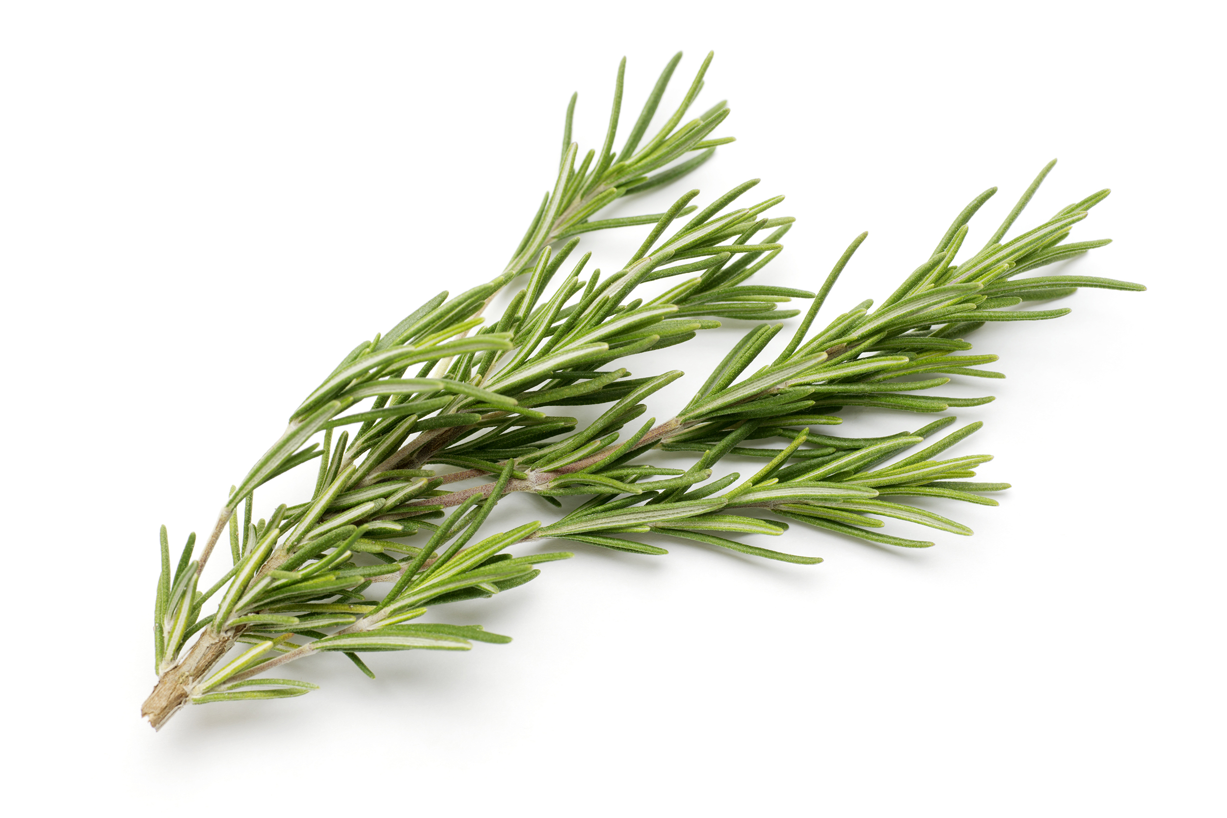 FreshPoint  Herbs, Rosemary