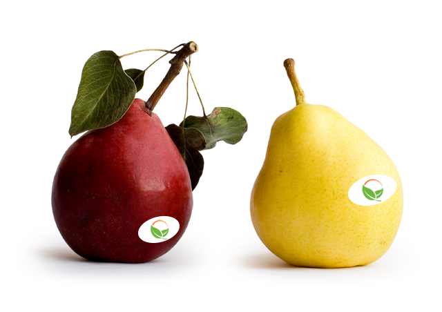 Image of golden and red Bartlett pears