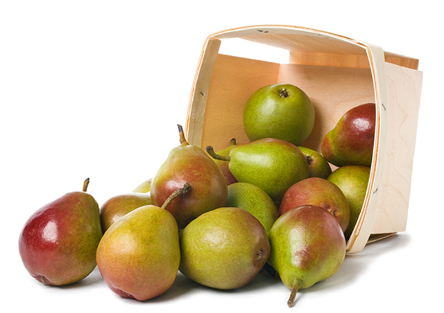 Seckel pears tumbling out of a small basket.