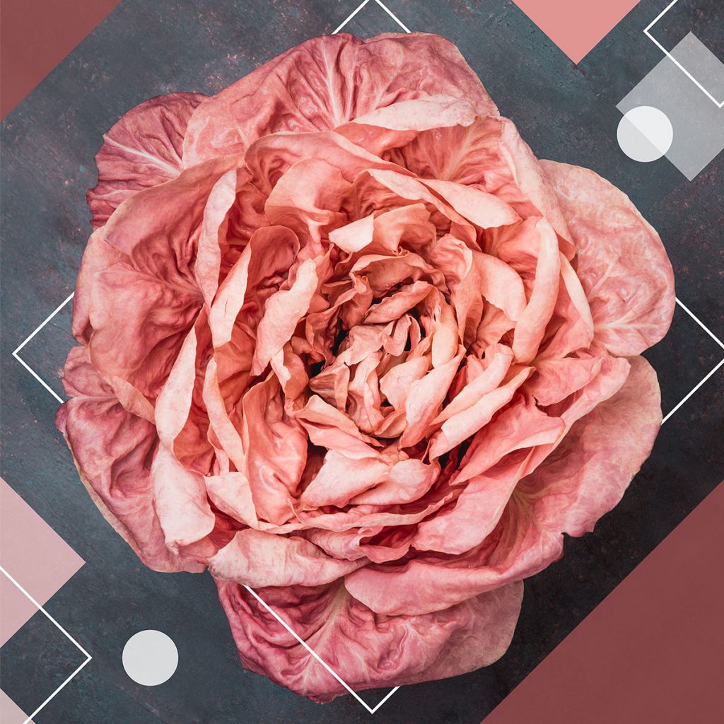 A stylized image of beautiful pale pink radicchio on a charcoal gray background with geometric shapes.