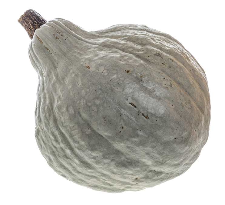 Fresh blue-gray squash with a pebbled exterior.