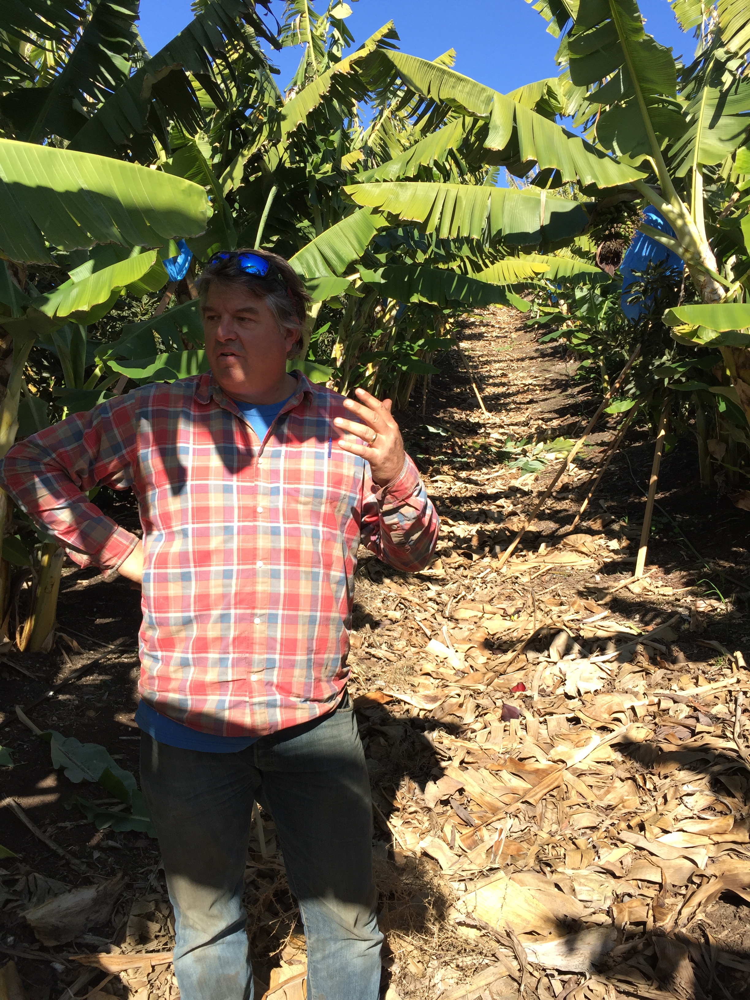 KAOAE Andy in grove kaoae-banana-farm-andy-freshpoint-produce