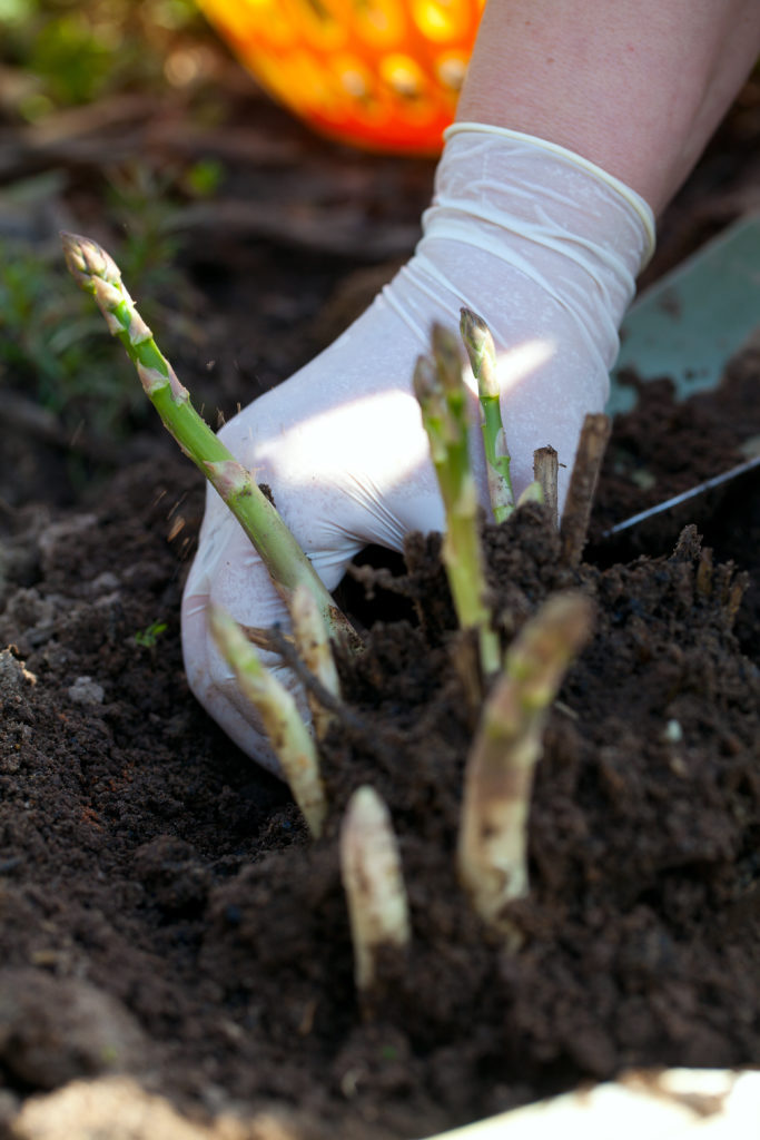 FreshPoint picking up asparagus
