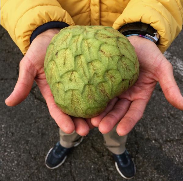 cherimoya-produce-hunter-freshpoint-farmers-market in the farmer's hands, Rincon del Mar Ranch's beautiful cherimoya