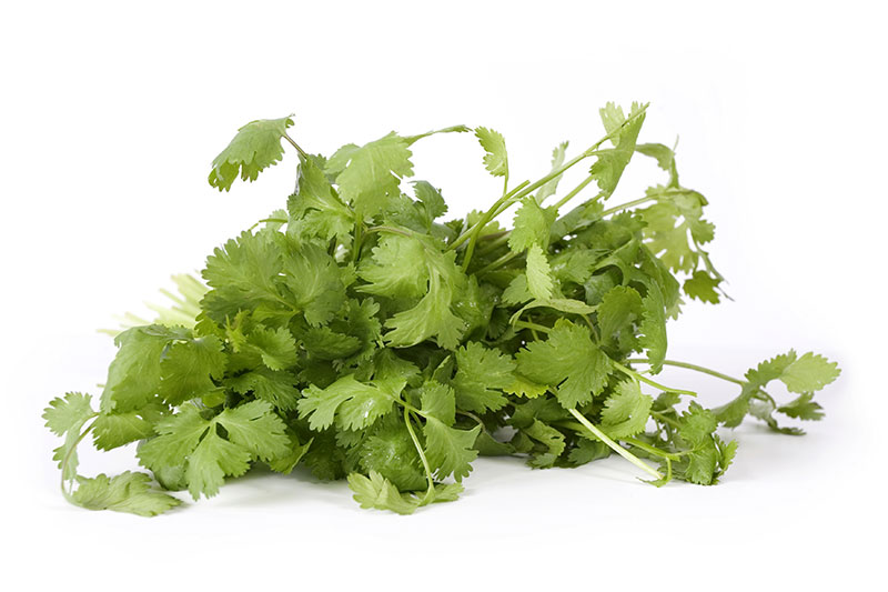 commodity-cilantro