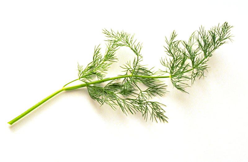 commodity-dill