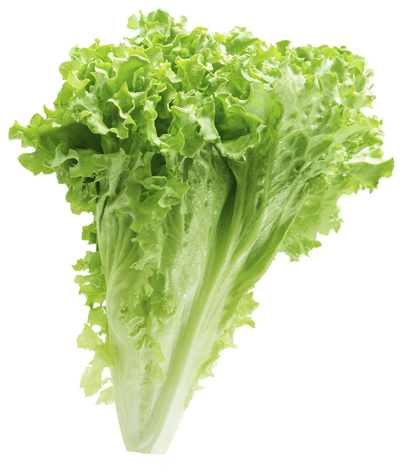 commodity-green-leaf-lettuce