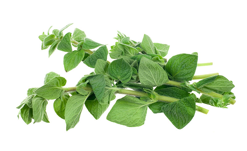 commodity-oregano