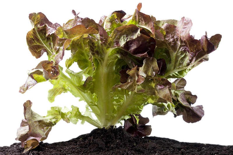 commodity-red-oak-lettuce
