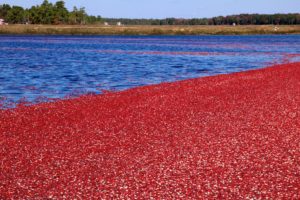 freshpoint-produce-cranberry-bog