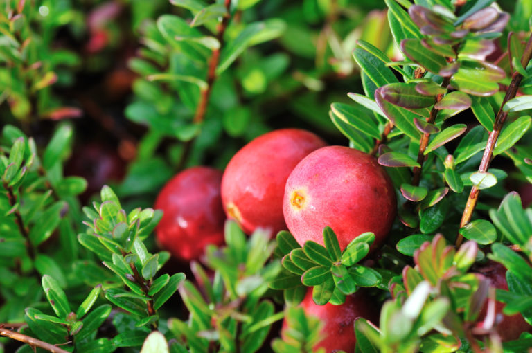 FreshPoint Do Cranberries Really Grow in Water?
