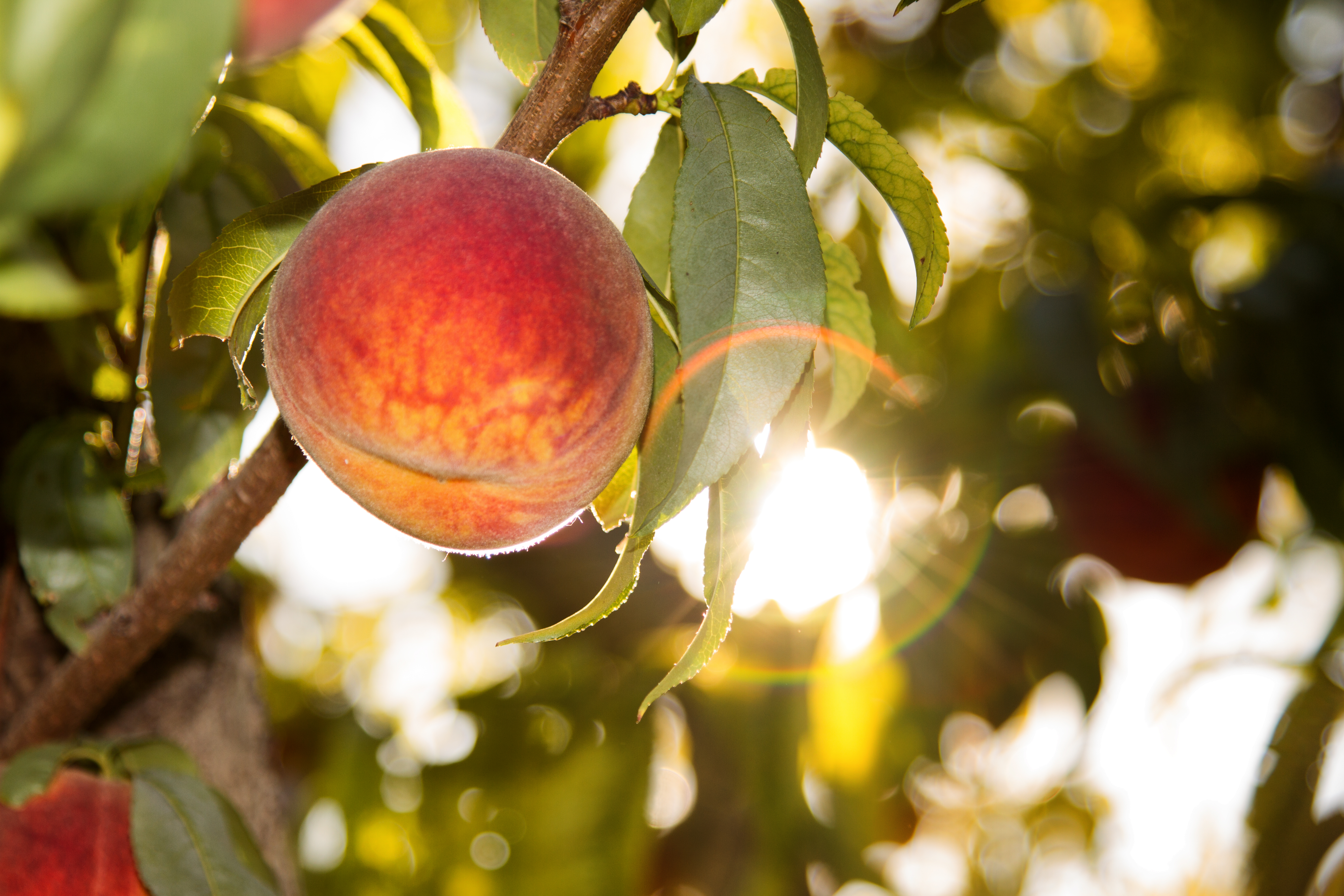 Florida peach